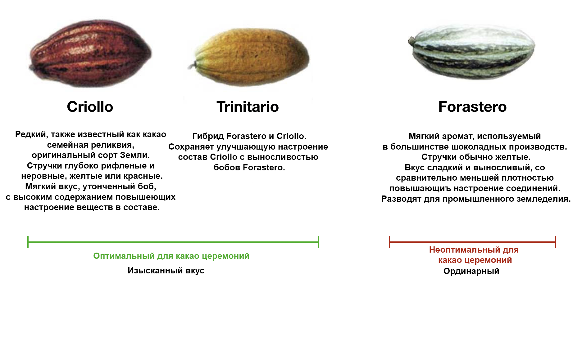 Карта бобов. Сорт Криолло какао бобов. Сорт какао Форастеро. Сорта какао бобов для шоколада. Тринитарио какао Бобы.